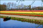 Some Tulips - Keukenhof Park